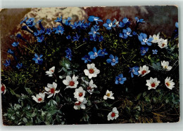 39443221 - Gentiana Brachypylla Dryas Octopetala Photochromie Nenke Und Ostermaier Nr.498 - Autres & Non Classés