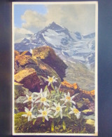 1678 THEME . PAYSAGE DE MONTAGNE . FLEURS . LEONTOPODIUM ALPINUM . SERIE N° 695 - Autres & Non Classés