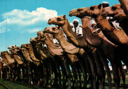 CPM - ETHIOPIA - Camels - Edition Foto Eritrea - Äthiopien