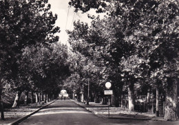 Cartolina Amelia ( Terni ) Viale Dei Giardini - Terni