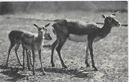 CPA Paris Jardin Zoologique De Vincennes Un Groupe De Gazelles De L'Inde - Paris (12)