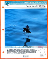 OCEANITE DE WILSON Oiseau Illustrée Documentée  Animaux Oiseaux Fiche Dépliante Animal - Dieren