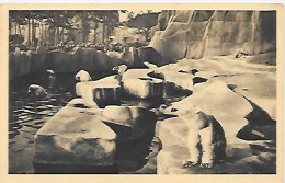 CPA Paris Parc Zoologique Du Bois De Vincennes - Le Grand Bassin Des Ours Blancs - Paris (12)