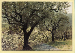 Arbres : Arbres / Oliviers Et Cerisiers En Fleurs Dans Le Nyonsais  (voir Scan Recto/verso) - Bomen