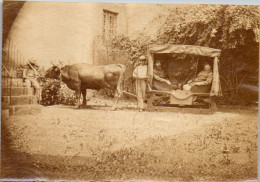 Photographie Photo Vintage Snapshot Amateur Attelage Boeuf Traineau Madère  - Eisenbahnen