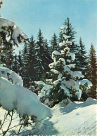 PAYSAGE DE FORET SOUS LA NEIGE  - Other & Unclassified