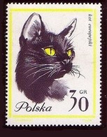 EUROPEAN CAT CATS CHAT EUROPÉEN CHATS EUROPÄISCHE KATZE KATZEN GATO EUROPEO -  POLAND POLEN POLOGNE 1964 MI 1475 MNH - Chats Domestiques