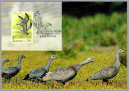 GANSO DEL CABO BARREN - Cereopsis Novaehollandiae - Cape Barren Goose. TM/MC Jabiru NT 1991 - Gänsevögel