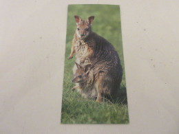 FICHE 477 PHOTO ANIMAUX Le WALLABY De PARMA - PORTER Les BEBES - Animals