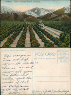 Kalifornien Old Baldy From The Orange Groves/Plantage Mit Orangen Bäumen 1929 - Altri & Non Classificati