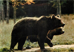 Animaux - Ours - Ours Brun D'Europe - Bear - CPM - Carte Neuve - Voir Scans Recto-Verso - Bären