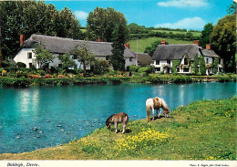 Animaux - Chevaux - CPM - Voir Scans Recto-Verso - Horses