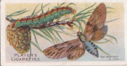 3 Pine Hawk  Hawk Moth -  Butterflies & Moths - 1904  - Original Players Cigarette Card - ANTIQUE - Player's
