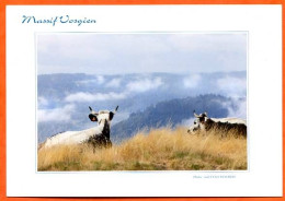88 Massif Vosgien Vaches Sur Les Cretes  Carte Vierge TBE - Kühe