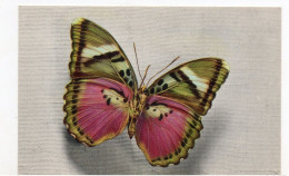 PAPILLON . CETHOSIA DU TONKIN - Butterflies
