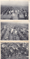 T.RARE LOT COMPLET DES 17 CPA SUR LE VIN DE CHAMPAGNE..TRAVAIL DU VIN. N. CIRCULEE. T.T.B.ETAT. TOUTES SCANNEES. - Viñedos