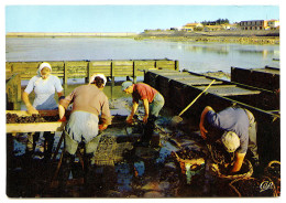 FOURAS - Triage Des Moules - Fouras-les-Bains