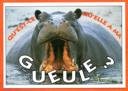 Animal Hippopotame Humour FUNNYS Qu'est Ce Qu'elle A Ma Gueule ? Carte Vierge TBE - Ippopotami