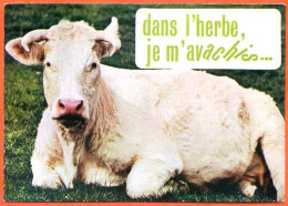 Animal Humour Vache 6 CIM  Carte Vierge TBE - Kühe