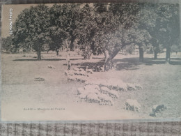 30.GARD// ALES ALAIS. Troupeau De Moutons En Prairie ..animee - Alès