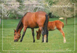 Animaux - Chevaux - Normandie - Jument Et Son Poulain - Flamme Postale - Voir Scans Recto Verso  - Pferde