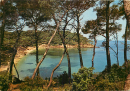 83 ILE DE PORQUEROLLES - Porquerolles