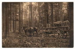 Notre-Dame-au-Bois  Jezus Eik  Overijse    Sous-bois   (charrette Avec Chevaux) - Overijse