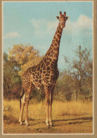 GIRAFFE Animale Vintage Cartolina CPSM #PBS948.IT - Girafes