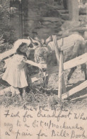 DONKEY Animals Children Vintage Antique Old CPA Postcard #PAA168.GB - Esel