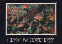 FISH Animals Vintage Postcard CPSM #PBS877.GB - Fische Und Schaltiere