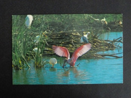 ETATS UNIS UNITED STATES USA SPATULE ROSE ROSEATE SPOONBILL OISEAU BIRD EVERGLADES NATIONAL PARK FLORIDE FLORIDA - Sonstige & Ohne Zuordnung