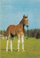 CARTOLINA  C20 ANIMALI-CAVALLI,CANI,ASINO,DELFINI,GATTI,FARFALLE,ORSI,MUCCHE,LEONI,MAIALI,NON VIAGGIATA - Chevaux