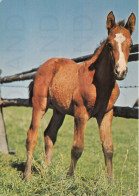 CARTOLINA  C20 ANIMALI-CAVALLI,CANI,ASINO,DELFINI,GATTI,FARFALLE,ORSI,MUCCHE,LEONI,MAIALI,NON VIAGGIATA - Chevaux