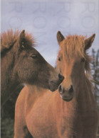 CARTOLINA  C20 ANIMALI-CAVALLI,CANI,ASINO,DELFINI,GATTI,FARFALLE,ORSI,MUCCHE,LEONI,MAIALI,NON VIAGGIATA - Chevaux