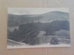 CPA -  AU PLUS RAPIDE -  LIBAN - LA FORET DE CEDRES  -    VOYAGEE 1924 NON TIMBREE - Lebanon