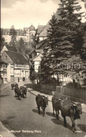 71867445 Stolberg Harz Austrieb Der Kuehe Luftkurort Stolberg - Stolberg (Harz)