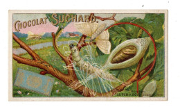 Chromo Chocolat Suchard, S 172 / 11, Insect, Papillon - Suchard