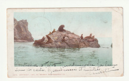 Etats Unis . Californie . Seal Rocks Avalon . Otaries . Phoques . Oblitération  Centalia . 1905 - Other & Unclassified