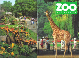 FOLDER  - ZOO ANTWERPEN -  22,5 CM X 15,5 CM   (2 Scans) (BO 110) - Autres & Non Classés