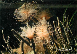 Animaux - Poissons - Image De Ia Nature - Eponges Et Spirographes - CPM - Voir Scans Recto-Verso - Pescados Y Crustáceos