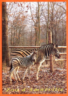 57 Moselle ZOO D AMNEVILLE Animaux Zèbre Et Son Petit Parc Zoologique Carte Vierge TBE - Zebre