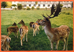 88 ETIVAL CLAIREFONTAINE Beaulieu Plaisance Daims Males Et Femelles Animaux CIM Carte Vierge TBE - Etival Clairefontaine