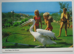 Agia Napa / Ayia Napa / Αγία Νάπα - The Pelican - Chypre