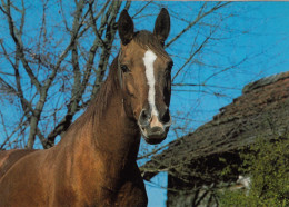 CARTOLINA  C20 ANIMALI-CAVALLI,CANI,ASINO,DELFINI,GATTI,FARFALLE,ORSI,MUCCHE,LEONI,MAIALI,NON VIAGGIATA - Horses