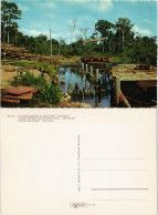 Paramaribo Houtopslagplaats Te Patamakka Bruynzeel District Marowijne 1970 - Suriname