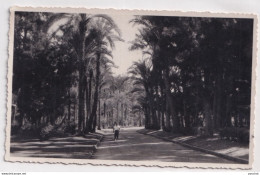 X1- ISMAILIA - EGYPT - EGYPTE - CARTE PHOTO - JARDIN - ANIMEE - ( 2 SCANS ) - Ismaïlia