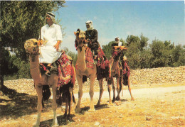 ISRAEL - Cavaliers De Chameaux - Animé - Animé - Dans Le Desert - Carte Postale - Israel