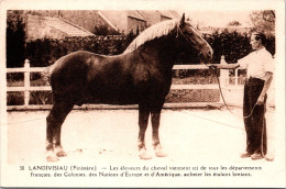 SELECTION  - LANDIVISIAU -Les éleveurs Du Cheval Viennent Ici De Tous Les Départements Pour Acheter Les étalons Bretons - Landivisiau