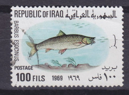 Iraq Irak 1969 Mi. 551, 100 F Fish Fische Hechtbarbe - Iraq