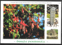 Ireland, Co. Kerry, Dingle Peninsula, Fuchsia Bells, Unused - Kerry